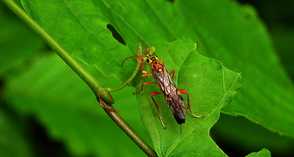 Plesznica kameleonka (Tenthredopsis litterata)