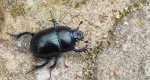 Żuk leśny (Anoplotrupes stercorosus)