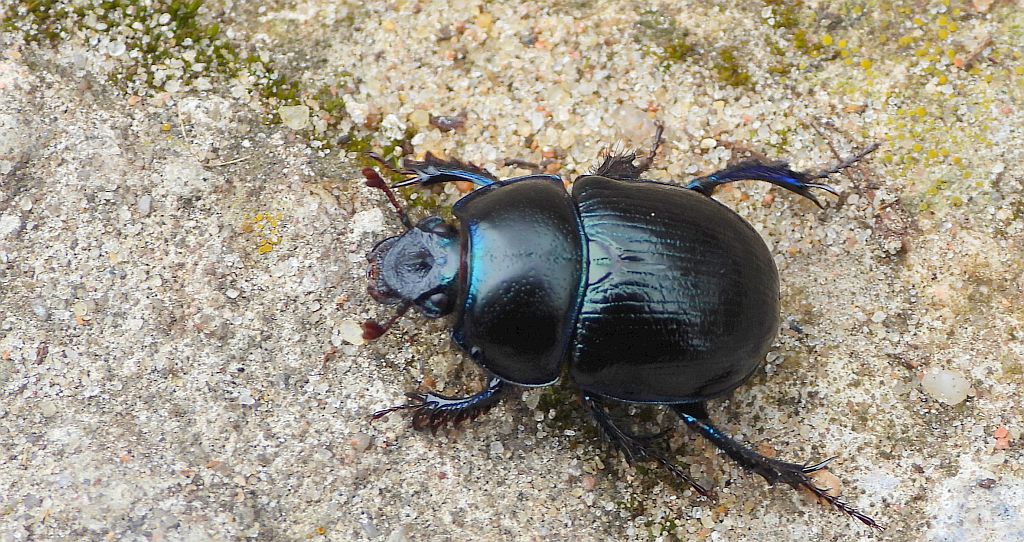 Żuk leśny (Anoplotrupes stercorosus)