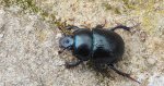 Żuk leśny (Anoplotrupes stercorosus)