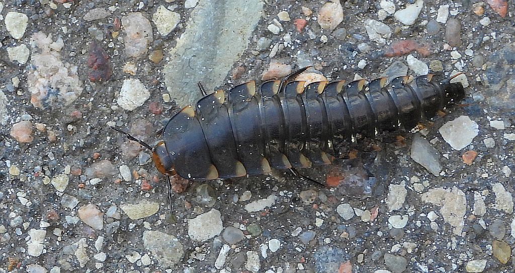 Omarlica smutna (Silpha tristis)