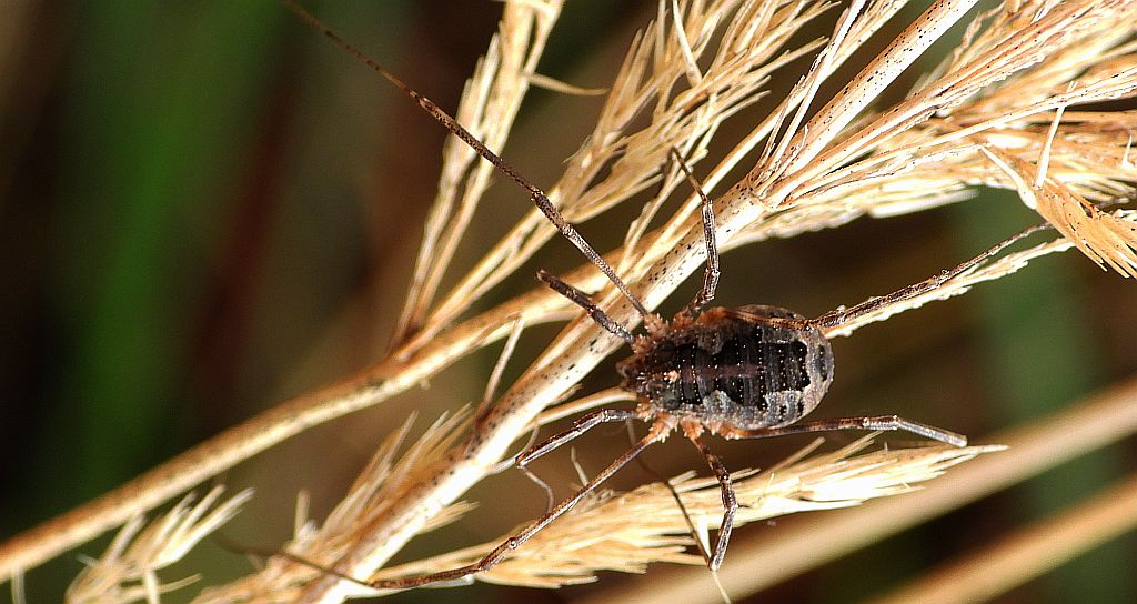 Koluch zębaty (Lacinius dentiger)