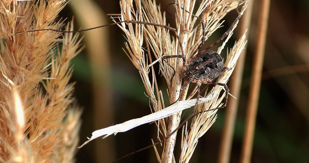 Koluch zębaty (Lacinius dentiger)