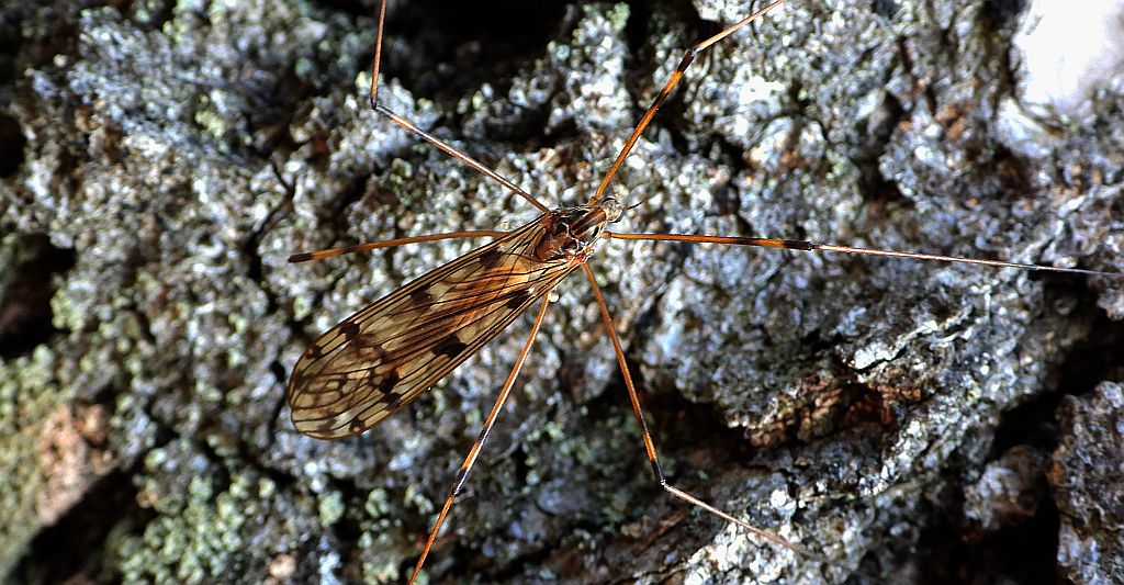 Sygaczówka - Metalimnobia quadrimaculata