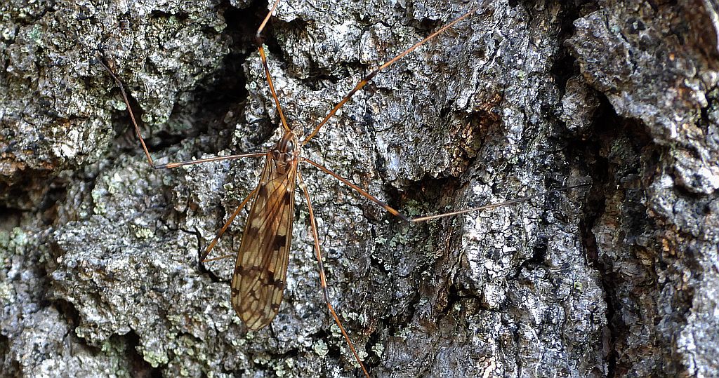Sygaczówka - Metalimnobia quadrimaculata