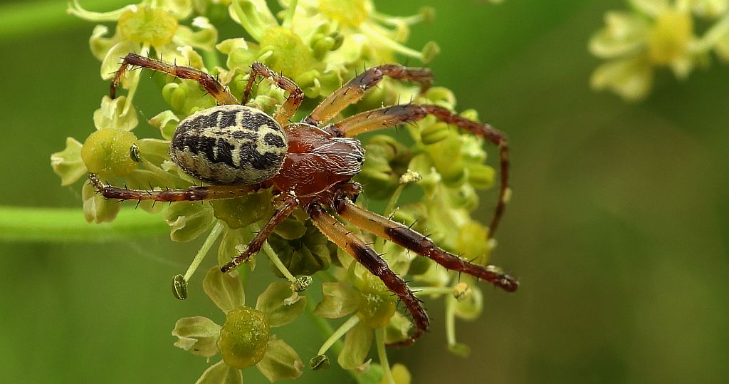 Krzyżak nadwodny (Larinioides cornutus)