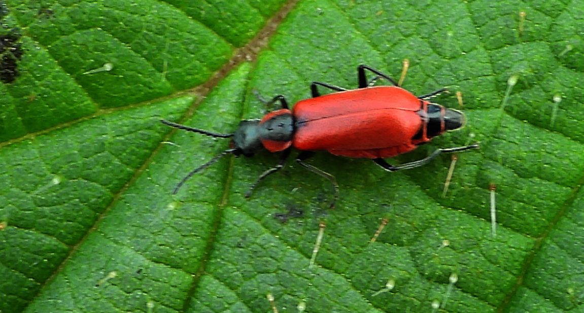 Przerwiec biedronkowaty, przerwiec czerwony  (Anthocomus rufus)