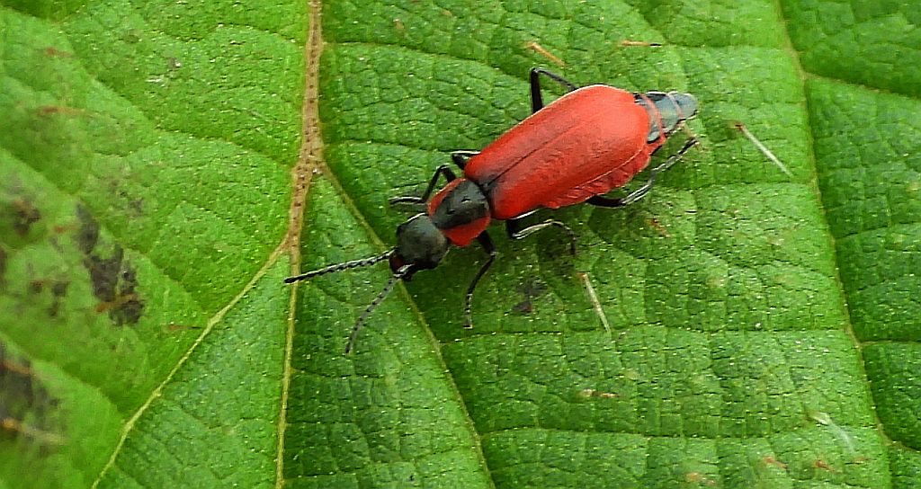 Przerwiec biedronkowaty, przerwiec czerwony  (Anthocomus rufus)