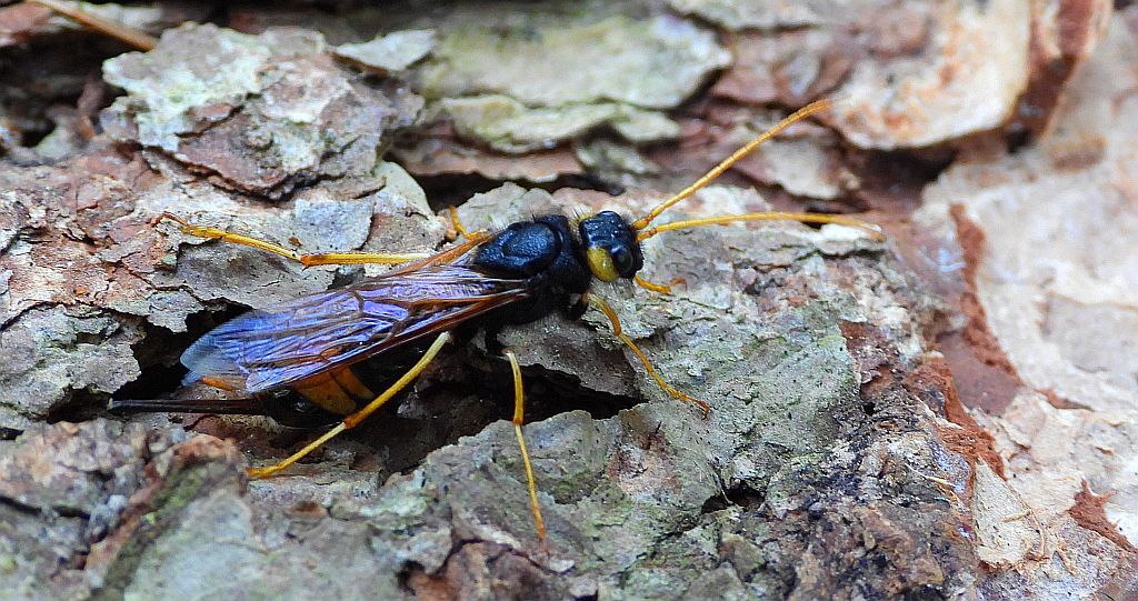 Trzpiennik olbrzym, trzpiennik olbrzymi (Urocerus gigas)