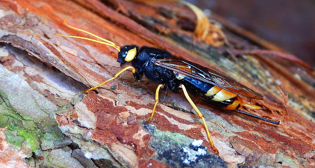 Trzpiennik olbrzym, trzpiennik olbrzymi (Urocerus gigas)
