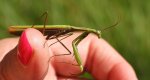 Modliszka zwyczajna (Mantis religiosa)