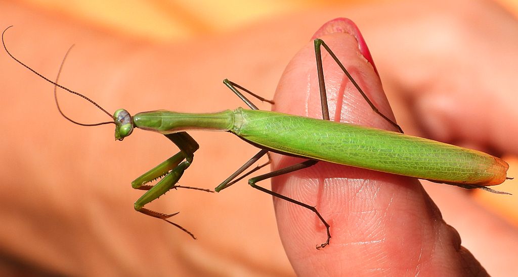 Modliszka zwyczajna (Mantis religiosa)