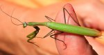 Modliszka zwyczajna (Mantis religiosa)
