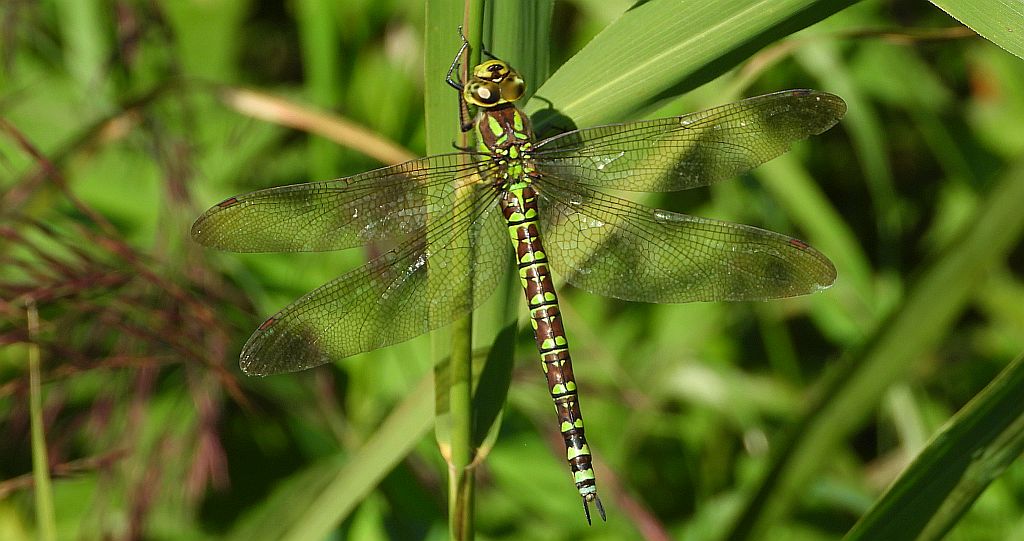 Żagnica sina (Aeshna cyanea)
