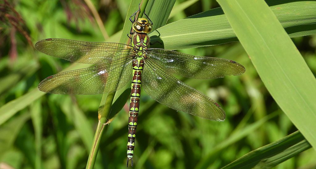 Żagnica sina (Aeshna cyanea)
