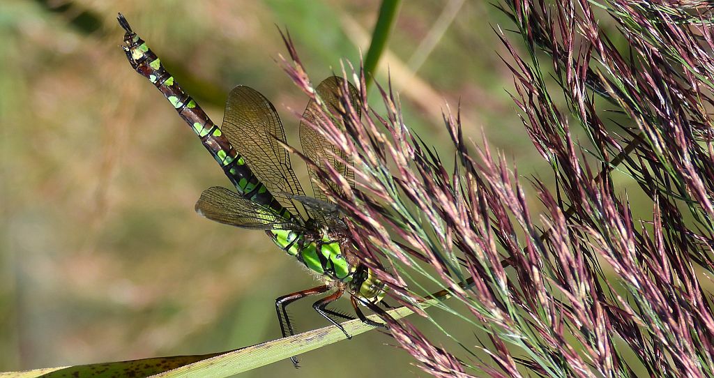 Żagnica sina (Aeshna cyanea)