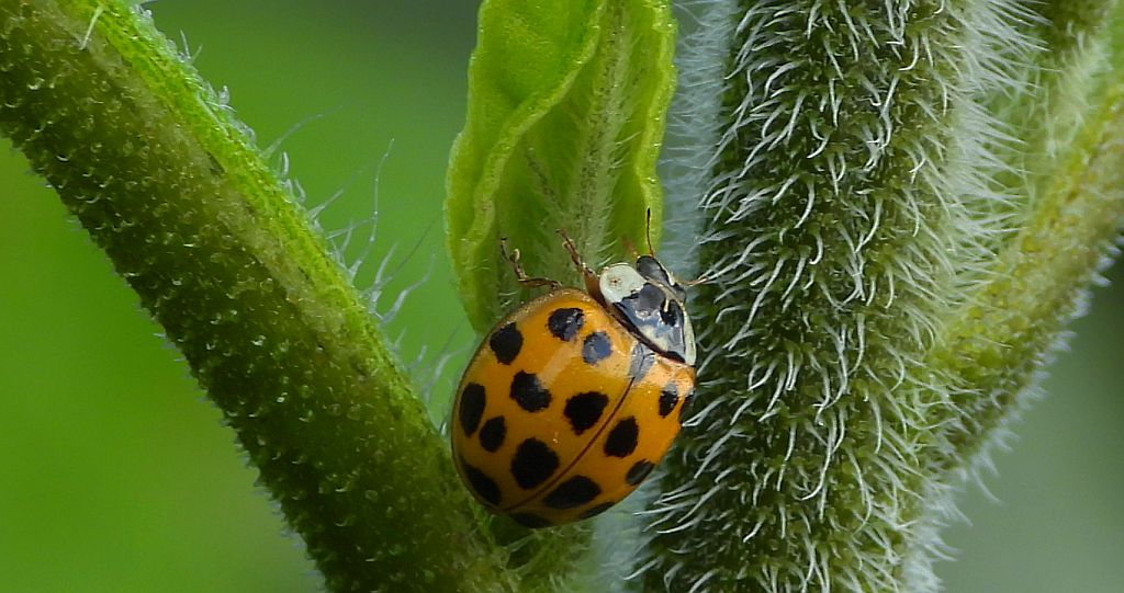 Biedronka azjatycka, biedronka arlekin, harlekin lub biedronka ninja (Harmonia axyridis)