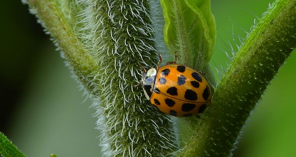 Biedronka azjatycka, biedronka arlekin, harlekin lub biedronka ninja (Harmonia axyridis)