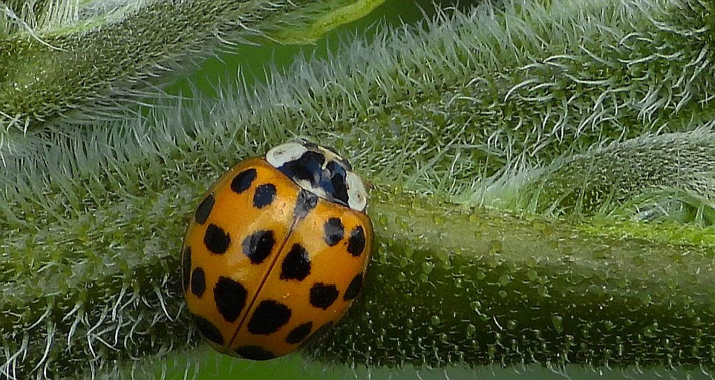 Biedronka azjatycka, biedronka arlekin, harlekin lub biedronka ninja (Harmonia axyridis)