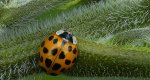 Biedronka azjatycka, biedronka arlekin, harlekin lub biedronka ninja (Harmonia axyridis)