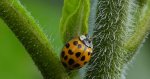 Biedronka azjatycka, biedronka arlekin, harlekin lub biedronka ninja (Harmonia axyridis)