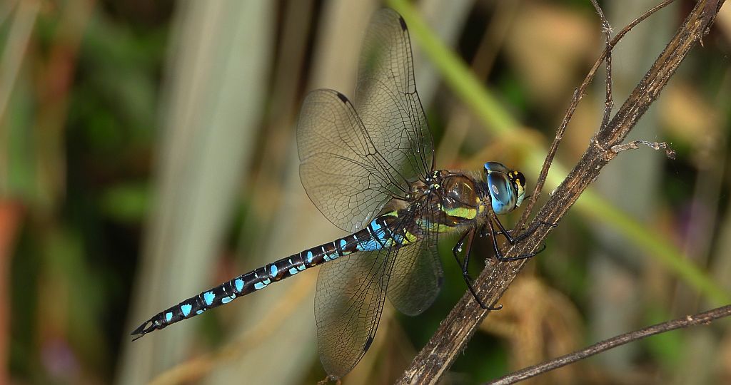 Żagnica jesienna (Aeshna mixta)