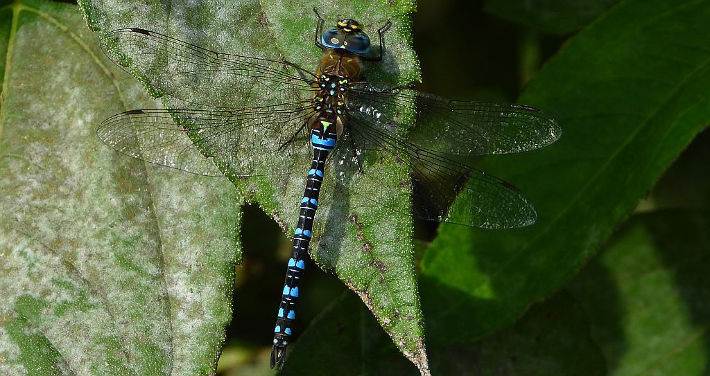 Żagnica jesienna (Aeshna mixta)