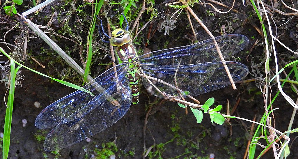 Żagnica sina (Aeshna cyanea)