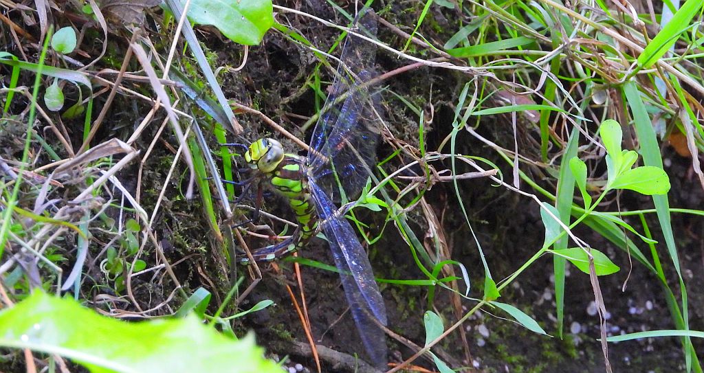 Żagnica sina (Aeshna cyanea)
