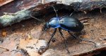 Biegacz fioletowy (Carabus violaceus)