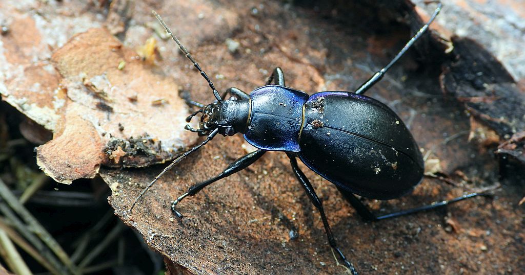 Biegacz fioletowy (Carabus violaceus)