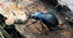 Biegacz fioletowy (Carabus violaceus)