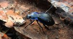Biegacz fioletowy (Carabus violaceus)
