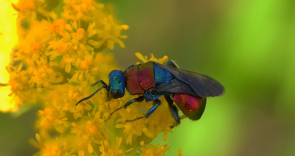 Powabnica osmykowa (Hedychrum niemelai)