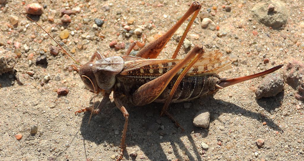 Łatczyn brodawnik (Decticus verrucivorus)