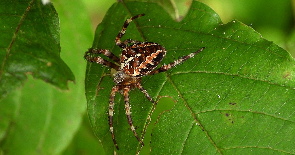 Krzyżak ogrodowy (Araneus diadematus)