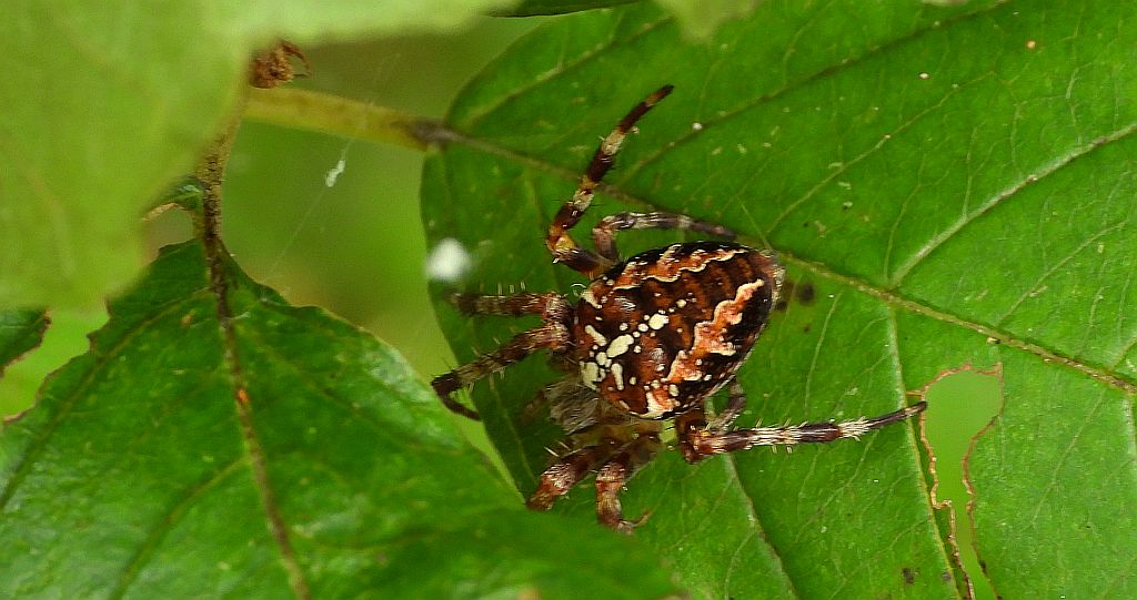 Krzyżak ogrodowy (Araneus diadematus)