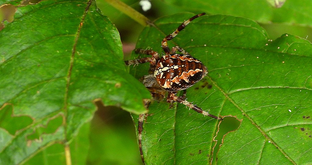 Krzyżak ogrodowy (Araneus diadematus)