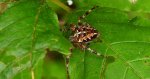 Krzyżak ogrodowy (Araneus diadematus)