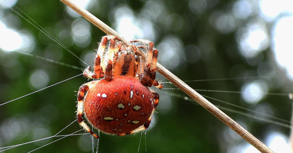 Krzyżak łąkowy (Araneus quadratus)