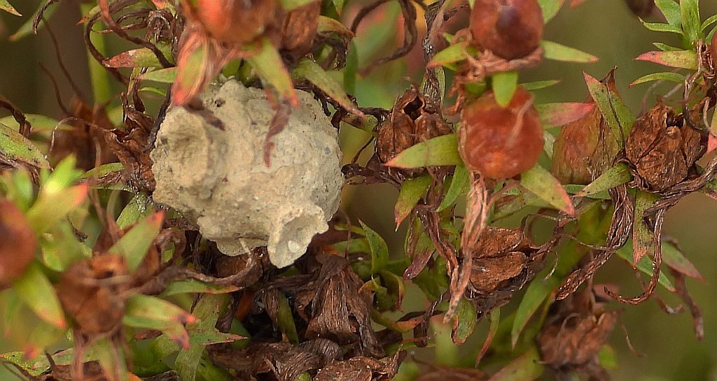 Kopułka - Eumenes sp.