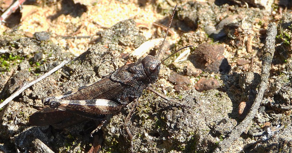Trajkotka czerwona (Psophus stridulus)