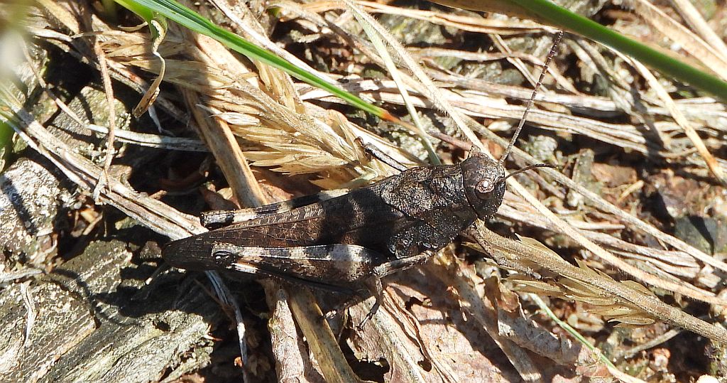 Trajkotka czerwona (Psophus stridulus)