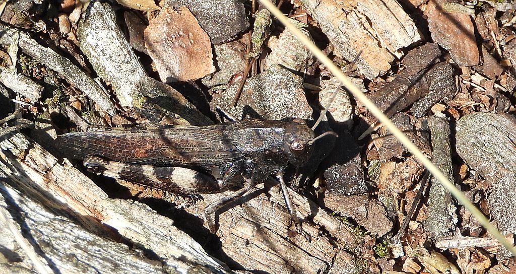 Trajkotka czerwona (Psophus stridulus)