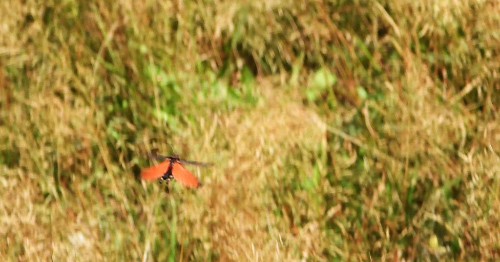 Trajkotka czerwona (Psophus stridulus)