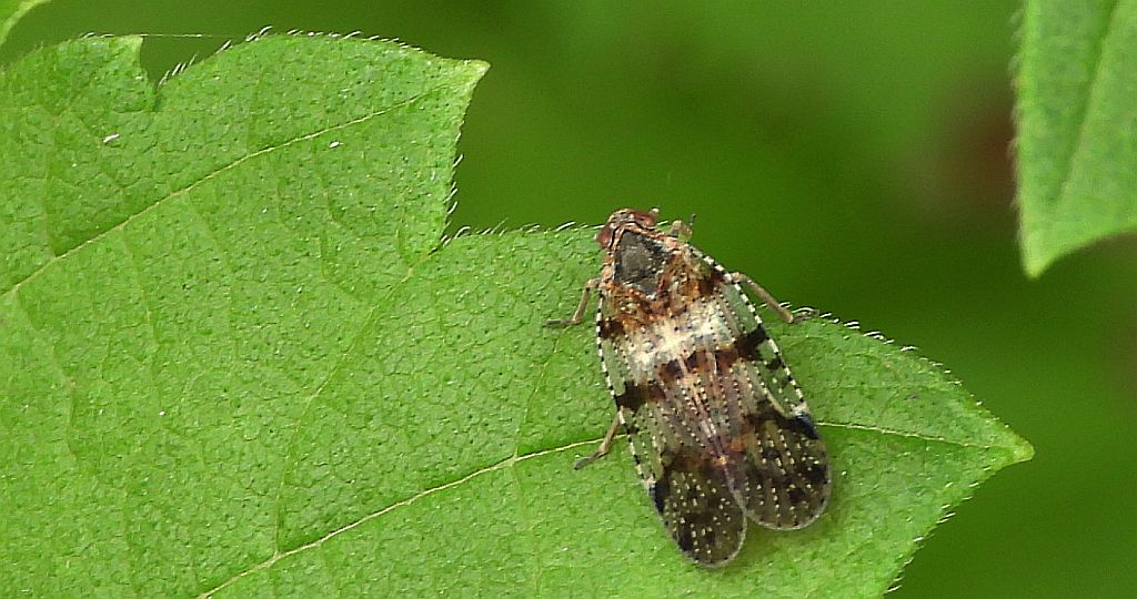 Szroniec - Cixius nervosus