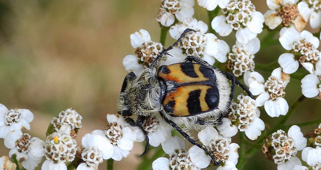 Orszoł prążkowany (Trichius fasciatus)