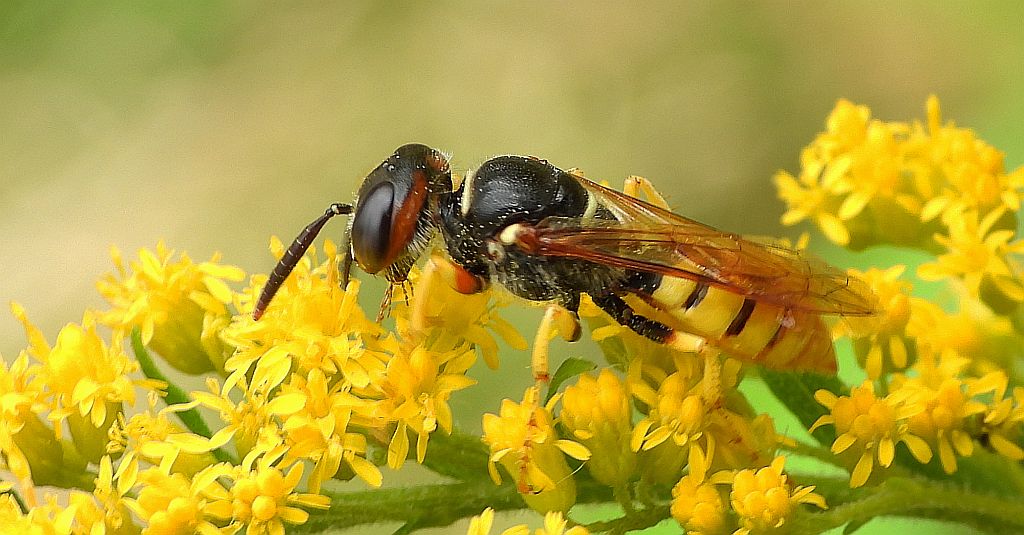Taszczyn pszczeli (Philanthus triangulum)