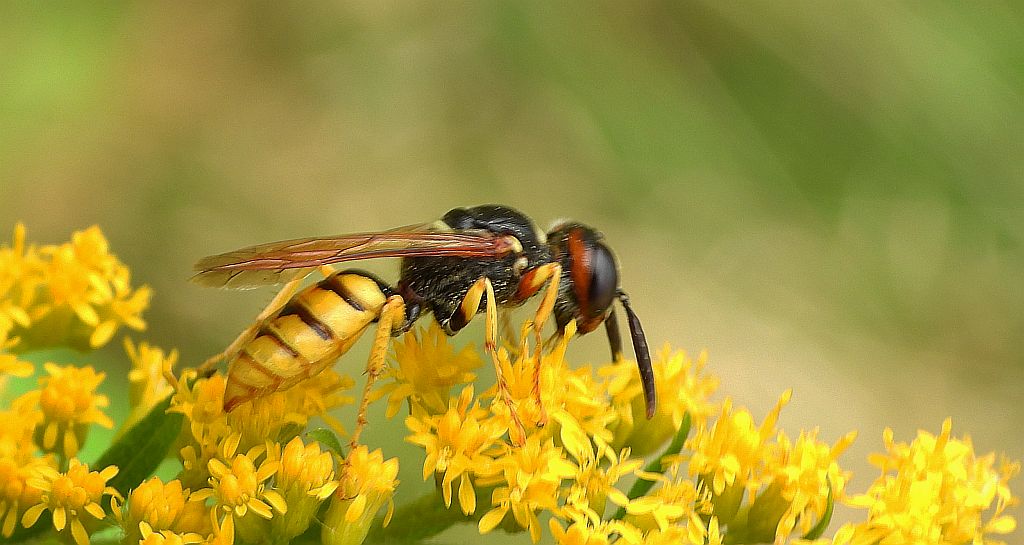 Taszczyn pszczeli (Philanthus triangulum)