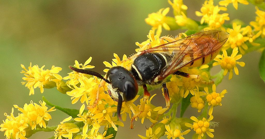 Taszczyn pszczeli (Philanthus triangulum)